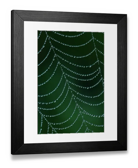 Framed Print : Dewdrop on spiderweb, Louisville, Kentucky