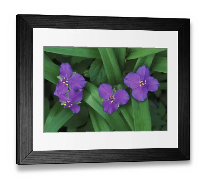 Framed Print : Spiderwort Flowers, Tradescantia virginiana Kentucky