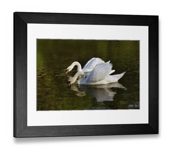Framed Print : Pair of Mute Swans feeding, Louisville, Kentucky (Cygnus olor) Framed Print : Pair of Mute Swans feeding, Louisville, Kentucky (Cygnus olor)