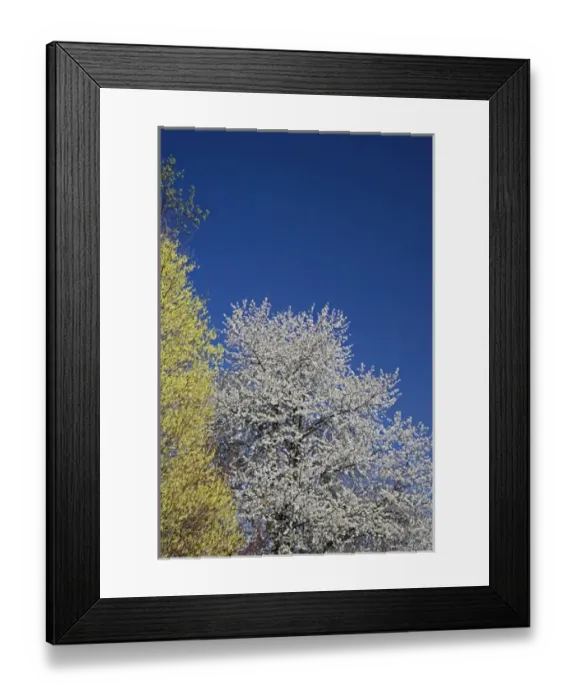 Framed Print : Cherry Tree in full bloom, Louisville, Kentucky Framed Print : Cherry Tree in full bloom, Louisville, Kentucky