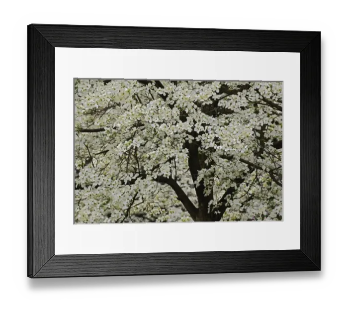 Framed Print : Giant Flowering Dogwood tree (Cornus florida) Louisville, Kentucky Framed Print : Giant Flowering Dogwood tree (Cornus florida) Louisville, Kentucky