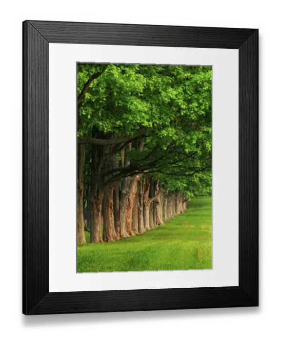 Framed Print : Stately row of trees, Louisville, Kentucky Framed Print : Stately row of trees, Louisville, Kentucky