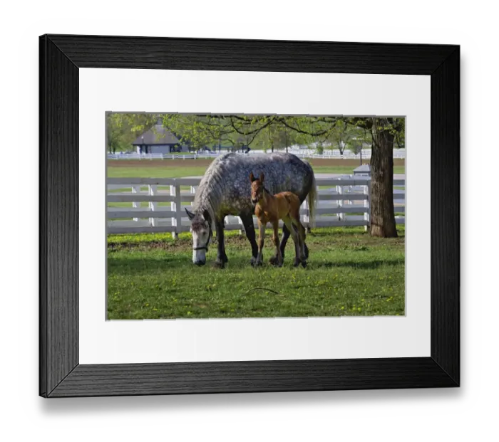 Framed Print : Mare and young colt in paddock, Kentucky Horse Park, Lexington, Kentucky Framed Print : Mare and young colt in paddock, Kentucky Horse Park, Lexington, Kentucky