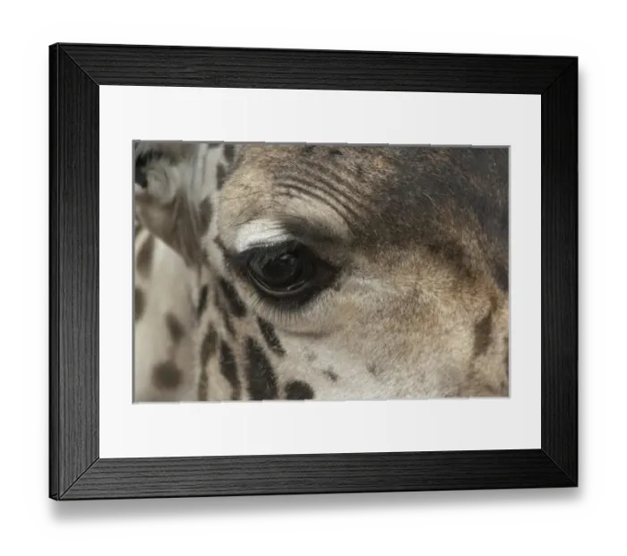 Framed Print : Close-up view of eye and face of Reticulated Giraffe, Giraffa camelopardalis reticulata Framed Print : Close-up view of eye and face of Reticulated Giraffe, Giraffa camelopardalis reticulata