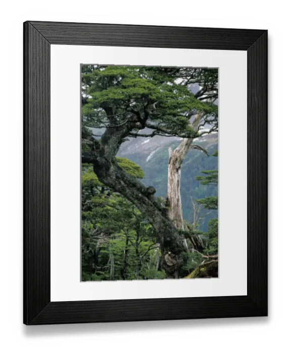 Framed Print : South America, Chile, Aysen, Cordillera Huemeles. Temperate rainforest Framed Print : South America, Chile, Aysen, Cordillera Huemeles. Temperate rainforest