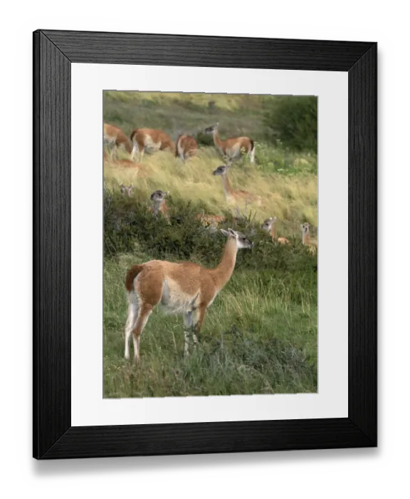 Framed Print : SA, Chile, Patagonia, Torres del Paine NP Herd of guanacos Framed Print : SA, Chile, Patagonia, Torres del Paine NP Herd of guanacos