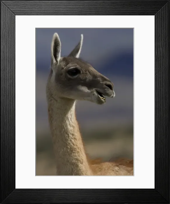Framed Print : Guanaco. Lama guanicoe. Torres del Paine National Park, Chile. Patagonian steppes Framed Print : Guanaco. Lama guanicoe. Torres del Paine National Park, Chile. Patagonian steppes