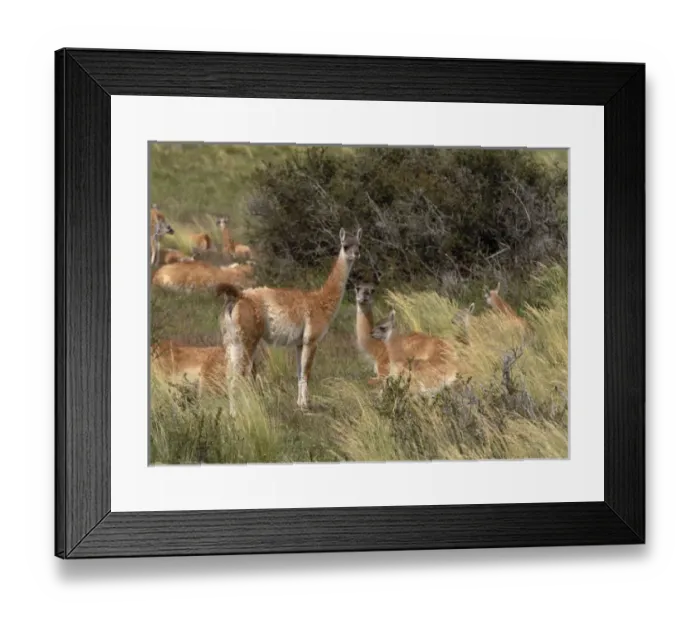 Framed Print : SA, Chile, Patagonia, Torres del Paine NP Herd of guanacos Framed Print : SA, Chile, Patagonia, Torres del Paine NP Herd of guanacos