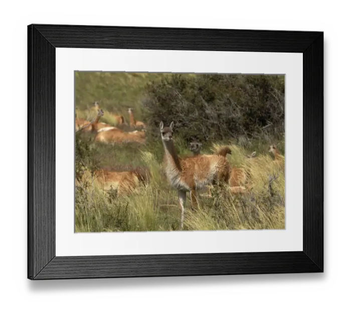 Framed Print : SA, Chile, Patagonia, Torres del Paine NP Herd of guanacos Framed Print : SA, Chile, Patagonia, Torres del Paine NP Herd of guanacos