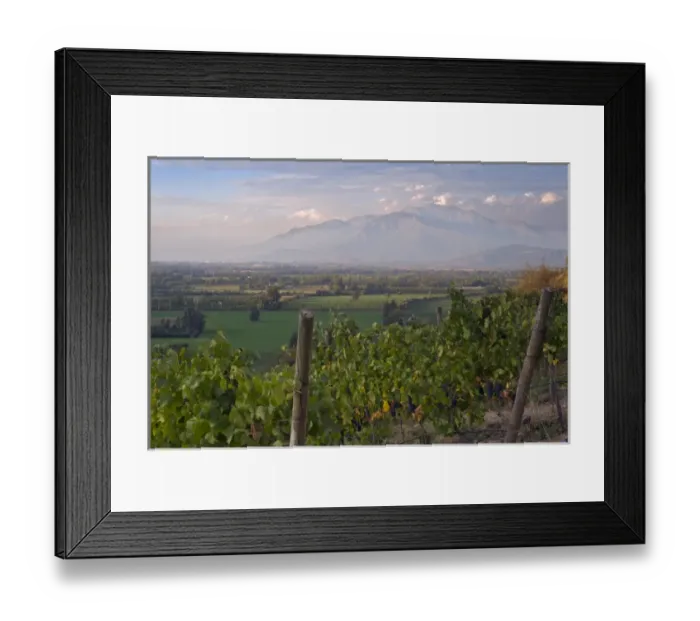 Framed Print : Chardonnay vines in the foreground of Haras de Pirque winerys vineyards, near Framed Print : Chardonnay vines in the foreground of Haras de Pirque winerys vineyards, near