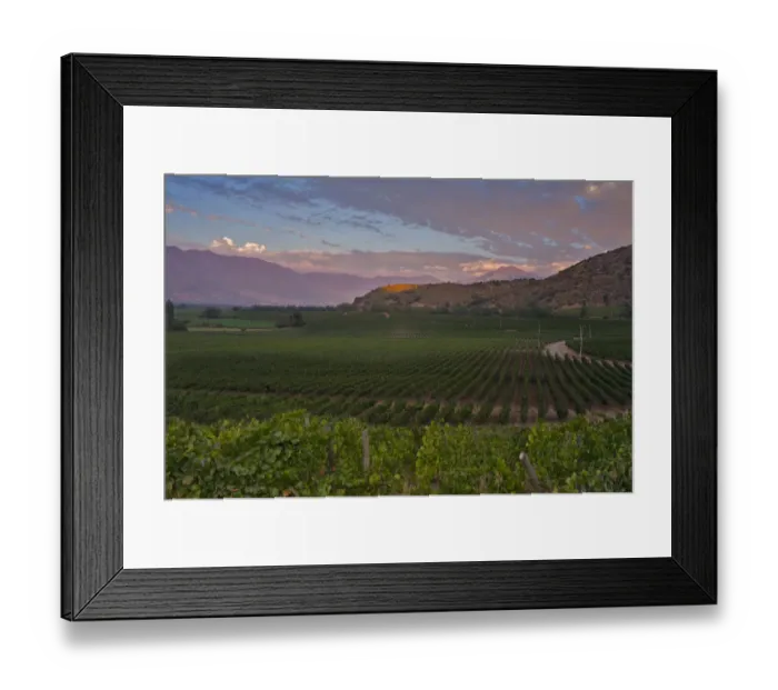 Framed Print : Chardonnay vines in the foreground of Haras de Pirque winerys vineyards, near Framed Print : Chardonnay vines in the foreground of Haras de Pirque winerys vineyards, near