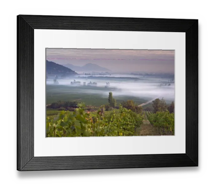 Framed Print : Looking across Syrah vines, early morning fog over the Haras de Pirque vineyards Framed Print : Looking across Syrah vines, early morning fog over the Haras de Pirque vineyards