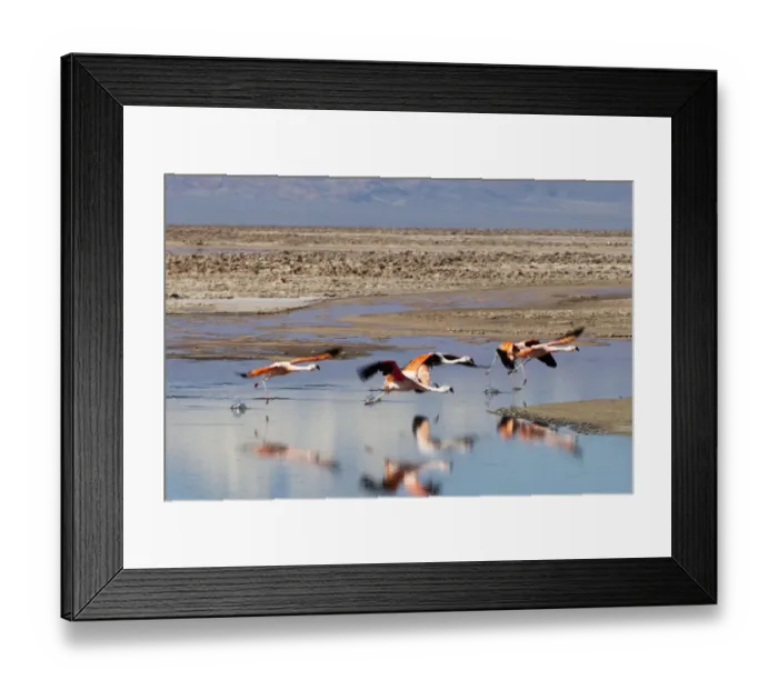 Framed Print : South America, Chile, Atacama desert, Flamingos at the saltlake Salar de Atacama Framed Print : South America, Chile, Atacama desert, Flamingos at the saltlake Salar de Atacama