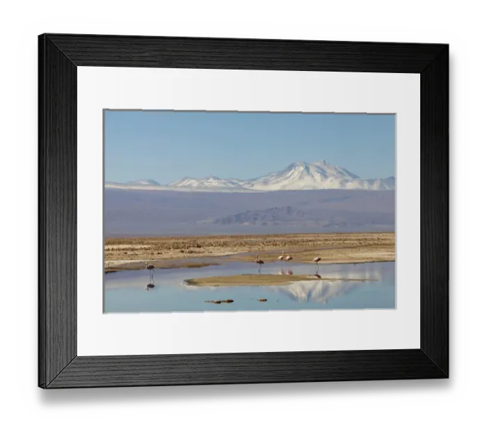 Framed Print : South America, Chile, Atacama desert, Flamingos at the saltlake Salar de Atacama Framed Print : South America, Chile, Atacama desert, Flamingos at the saltlake Salar de Atacama