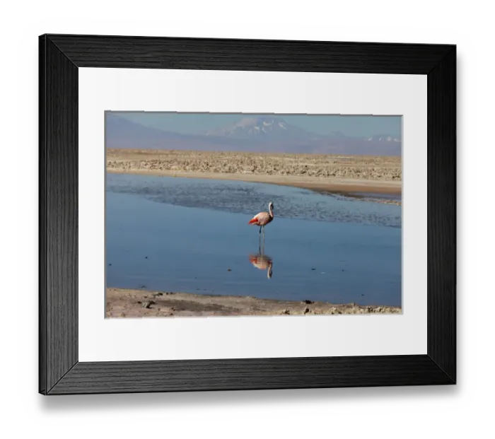 Framed Print : South America, Chile, Atacama desert, Flamingos at the saltlake Salar de Atacama