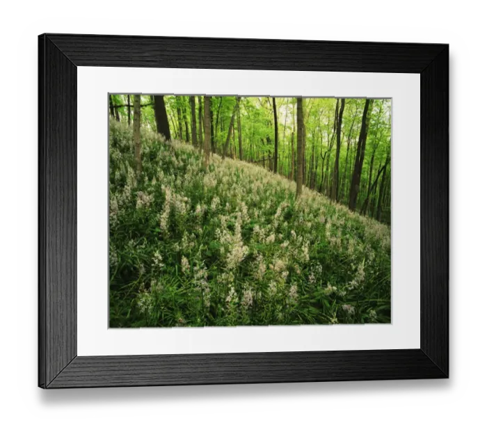 Framed Print : USA, Kentucky, Lexington, Raven Run Nature Sanctuary, Hillside of Wild Hyacinth Framed Print : USA, Kentucky, Lexington, Raven Run Nature Sanctuary, Hillside of Wild Hyacinth