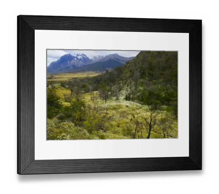 Framed Print : Wild flowers surround dead burned tree, Torres del Paine National Park, Patagonia, Chile Framed Print : Wild flowers surround dead burned tree, Torres del Paine National Park, Patagonia, Chile