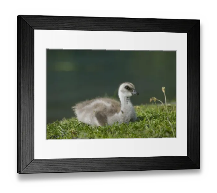 Framed Print : Upland goose chick on meadow, Torres del Paine National Park, Patagonia, Chile Framed Print : Upland goose chick on meadow, Torres del Paine National Park, Patagonia, Chile