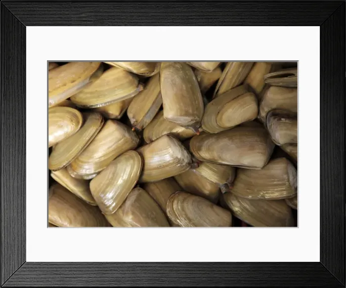 Framed Print : South America, Chile, Puerto Montt. Fresh Clams