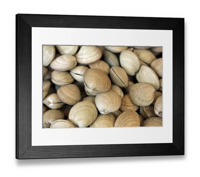 Framed Print : South America, Chile, Puerto Montt. Fresh Cockles Framed Print : South America, Chile, Puerto Montt. Fresh Cockles