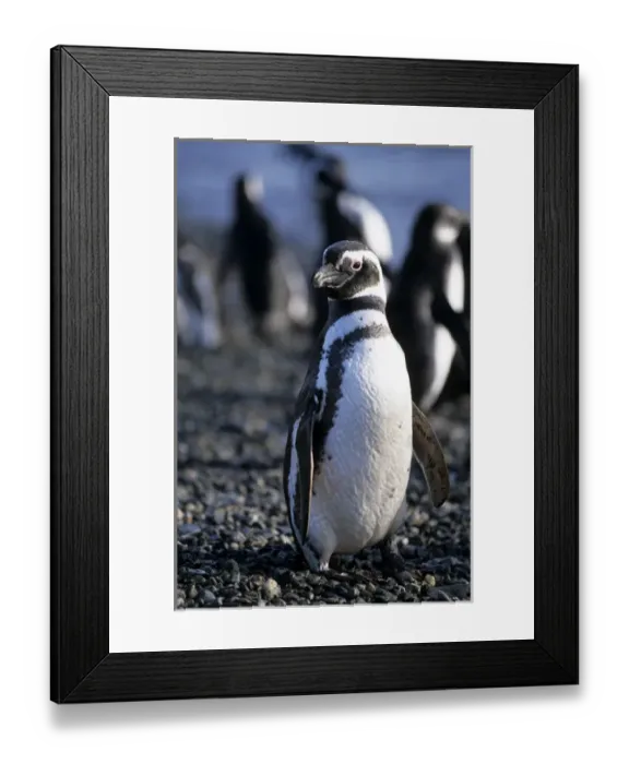 Framed Print : Magellanic penguin, Patagonia, Chile Framed Print : Magellanic penguin, Patagonia, Chile