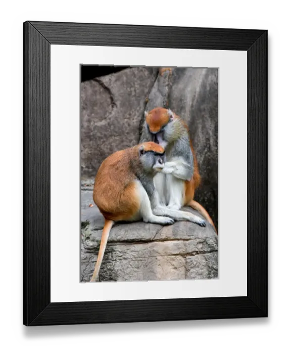 Framed Print : N. A. USA, Louisiana, New Orleans. Patas monkey at the Audubon Zoo Framed Print : N. A. USA, Louisiana, New Orleans. Patas monkey at the Audubon Zoo