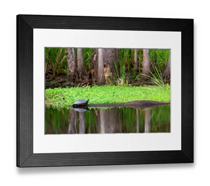 Framed Print : N. A. USA, Louisiana, New Orleans. Turtle in a bayou outside New Orleans Framed Print : N. A. USA, Louisiana, New Orleans. Turtle in a bayou outside New Orleans