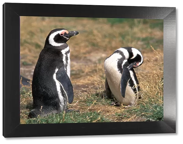 Chile, Seno, Otway. Adult Magellanic Penguins. (Spheniscus magellanicus)