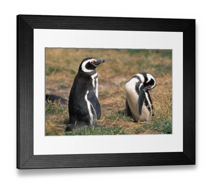 Framed Print : Chile, Seno, Otway. Adult Magellanic Penguins. (Spheniscus magellanicus) Framed Print : Chile, Seno, Otway. Adult Magellanic Penguins. (Spheniscus magellanicus)