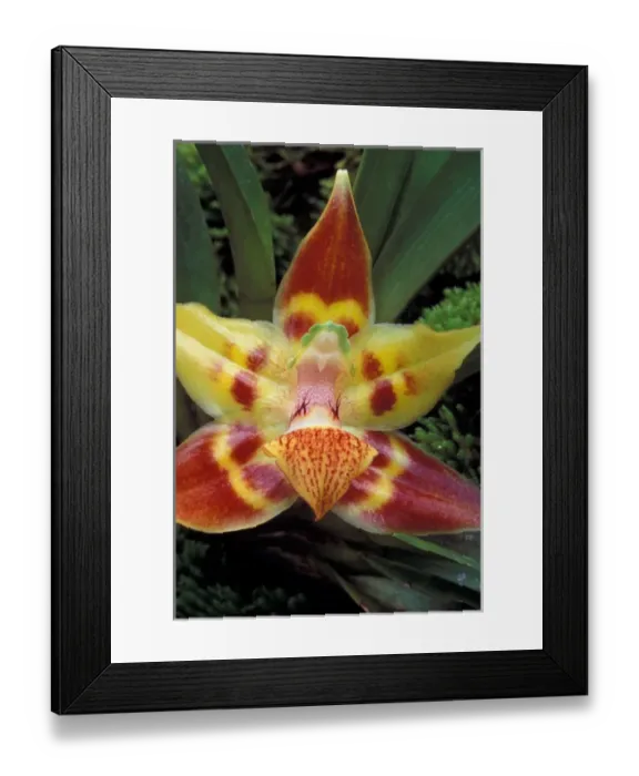 Framed Print : Columbia. Orchid (Huntleya gustavii) Framed Print : Columbia. Orchid (Huntleya gustavii)
