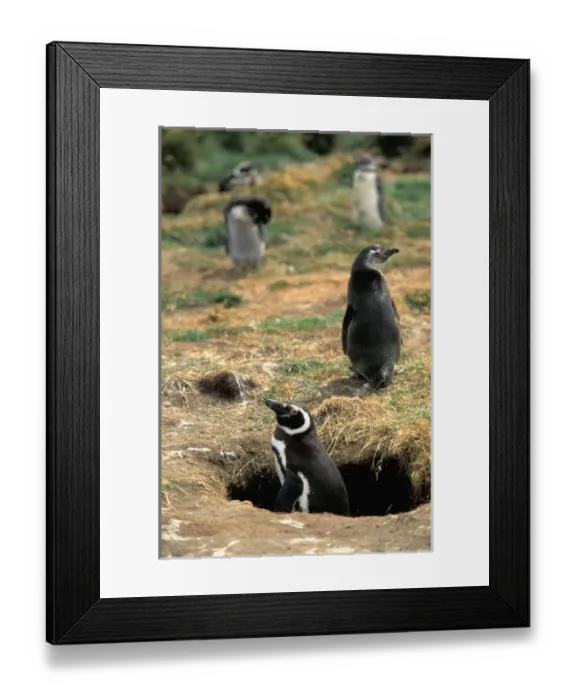 Framed Print : Chile, Seno, Otway. Adult Magellanic Penguin (Spheniscus magellanicus) Framed Print : Chile, Seno, Otway. Adult Magellanic Penguin (Spheniscus magellanicus)