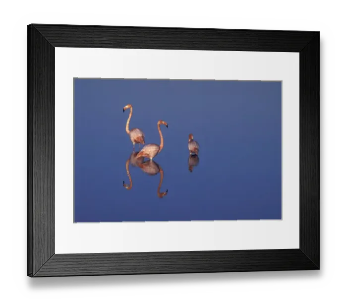 Framed Print : SA, Ecuador, Galapagos Islands American flamingos (P. ruber) and their reflections Framed Print : SA, Ecuador, Galapagos Islands American flamingos (P. ruber) and their reflections