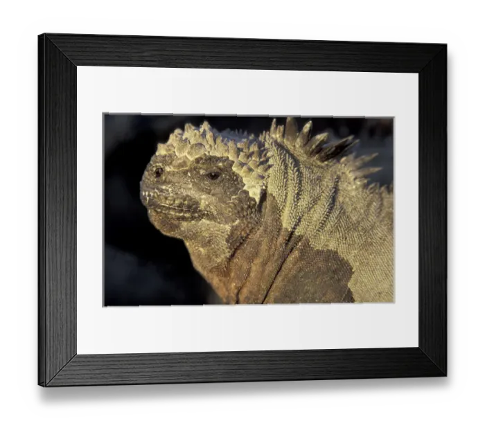 Framed Print : SA, Ecuador, Galapagos Islands Marine iguana (Amblyrhynchus crestatus) Framed Print : SA, Ecuador, Galapagos Islands Marine iguana (Amblyrhynchus crestatus)