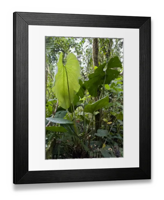 Framed Print : South America, Ecuador, Quito. Bellavista Cloud Forest Reserve, just outside of Quito Framed Print : South America, Ecuador, Quito. Bellavista Cloud Forest Reserve, just outside of Quito