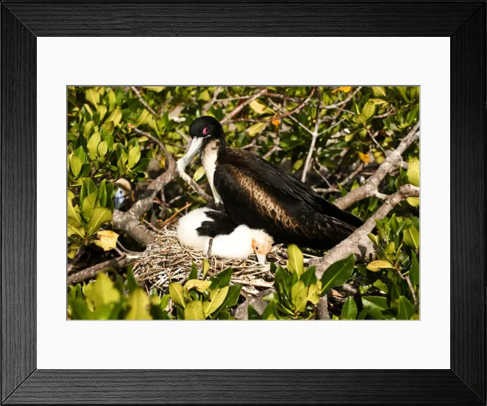 Framed Print : South America. Ecuador, Galapagos Islands, Great Frigatebird, Female, with Chick at Nest Framed Print : South America. Ecuador, Galapagos Islands, Great Frigatebird, Female, with Chick at Nest