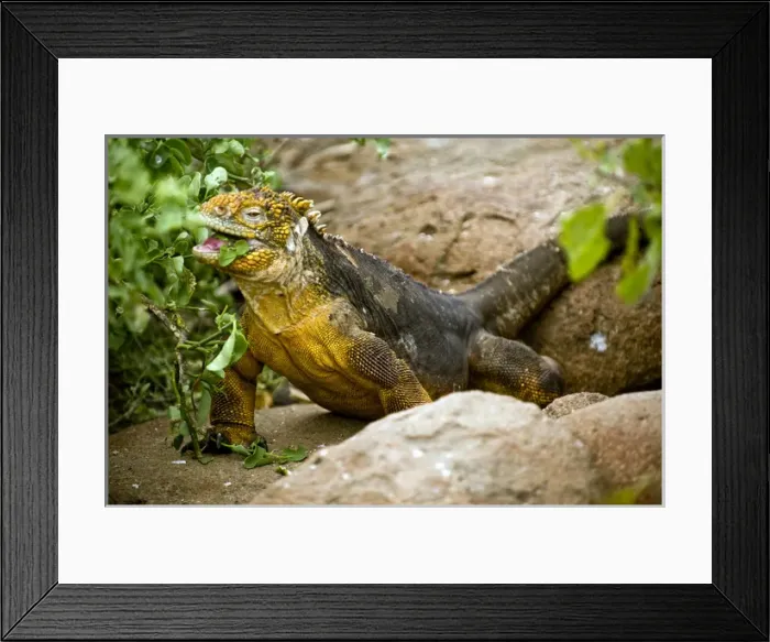 Framed Print : South Americaa, Ecuador, Galapagos Islands, Land Iguana eating vegetation on North Framed Print : South Americaa, Ecuador, Galapagos Islands, Land Iguana eating vegetation on North