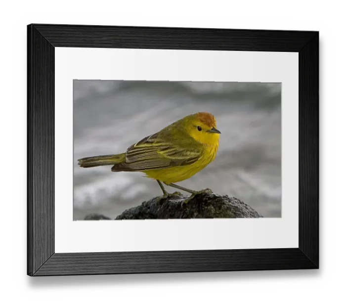 Framed Print : Ecuador, Galapagos Islands. Close-up of yellow warbler on rock. Credit as: Joanne