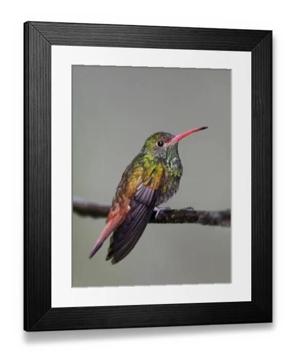 Framed Print : South America, Equador, Tandayapa Bird Lodge. Close-up of rufous-tailed hummingbird on limb Framed Print : South America, Equador, Tandayapa Bird Lodge. Close-up of rufous-tailed hummingbird on limb