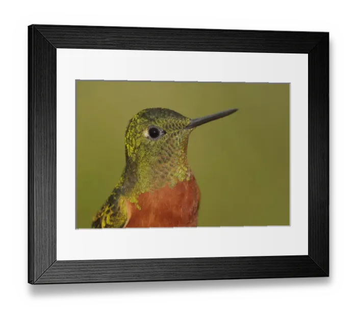 Framed Print : South America, Ecuador, Guango Lodge. Portrait of chestnut-breasted coronet bird Framed Print : South America, Ecuador, Guango Lodge. Portrait of chestnut-breasted coronet bird