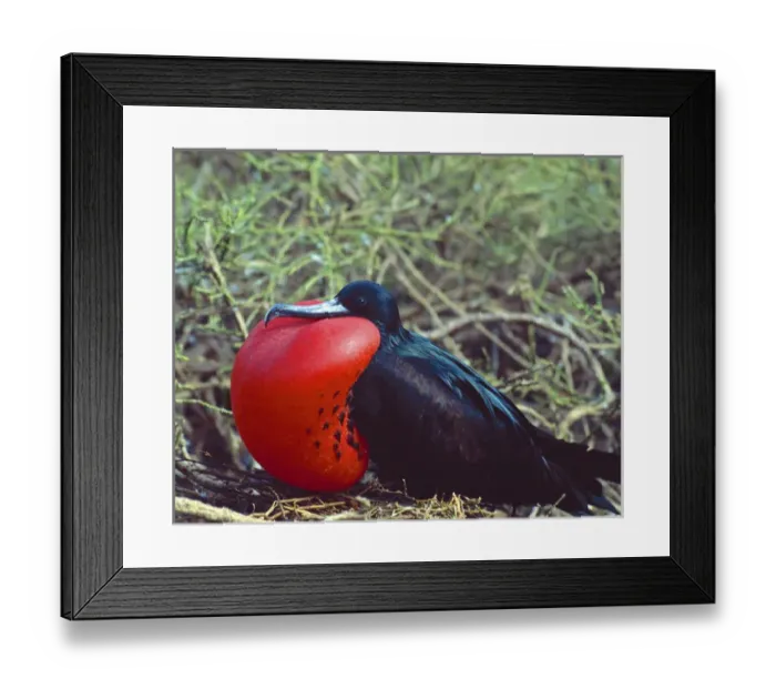 Framed Print : South America, Ecuador, Galapagos Islands. Male frigatebird showing inflated pouch