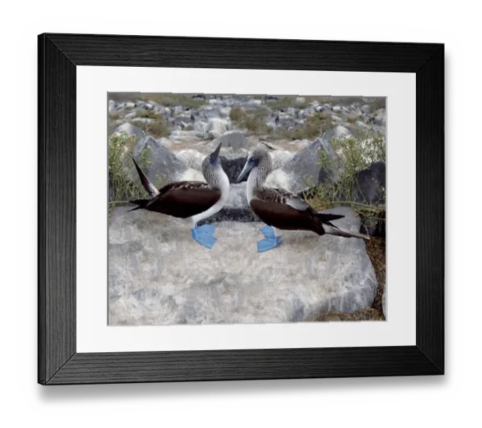 Framed Print : South America, Ecuador, Galapagos Islands. Blue-footed boobies in skypointing display