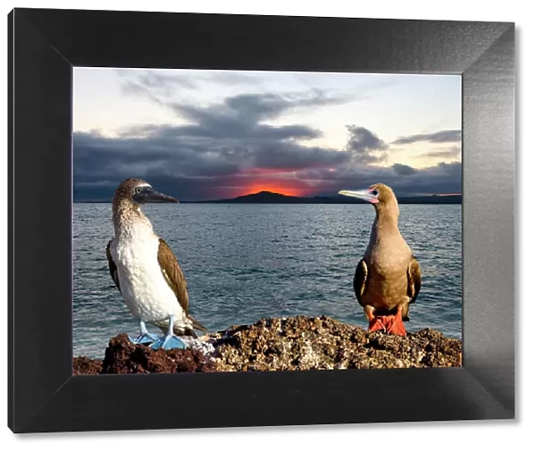 South Atlantic, Ecuador, Galapagos Islands. Blue- and red-footed booby birds with