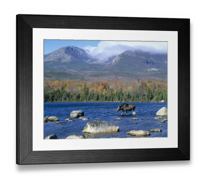 Framed Print : Cow moose (Alces alces) wading in the lake with Mt. Katahdin in the background. Baxter State Park Framed Print : Cow moose (Alces alces) wading in the lake with Mt. Katahdin in the background. Baxter State Park