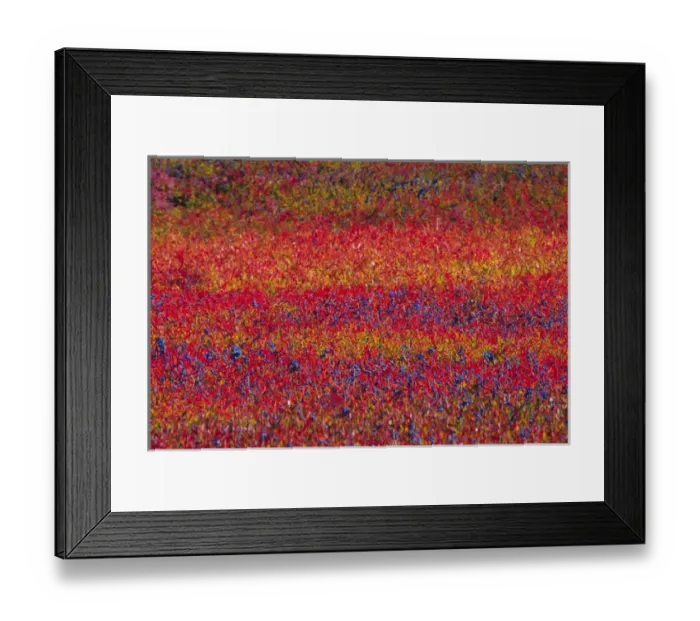 Framed Print : NA, USA, Maine. Blueberry Barrens