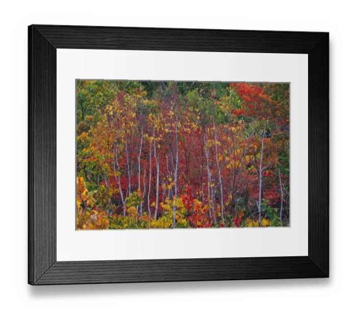 Framed Print : NA, USA, Maine. Aspens in Acadia National Park Framed Print : NA, USA, Maine. Aspens in Acadia National Park