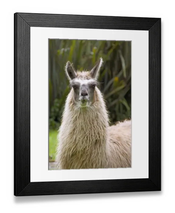 Framed Print : South America, Ecuador. Highland town of Otavalo. Historic Hacienda Cusin (aka Casa Cusin), est Framed Print : South America, Ecuador. Highland town of Otavalo. Historic Hacienda Cusin (aka Casa Cusin), est