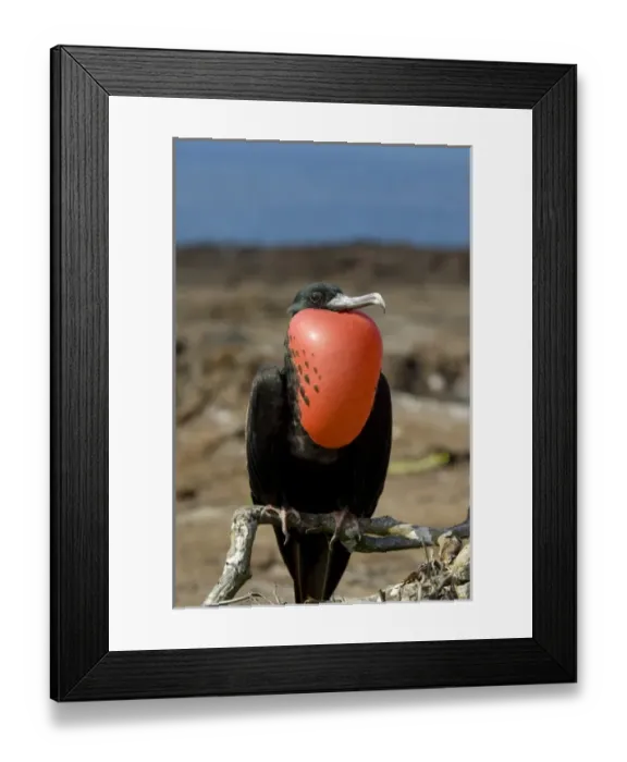 Framed Print : Ecuador, Galapagos, Genovesa Island. Prince Philips Steps nature trail. Male Framed Print : Ecuador, Galapagos, Genovesa Island. Prince Philips Steps nature trail. Male