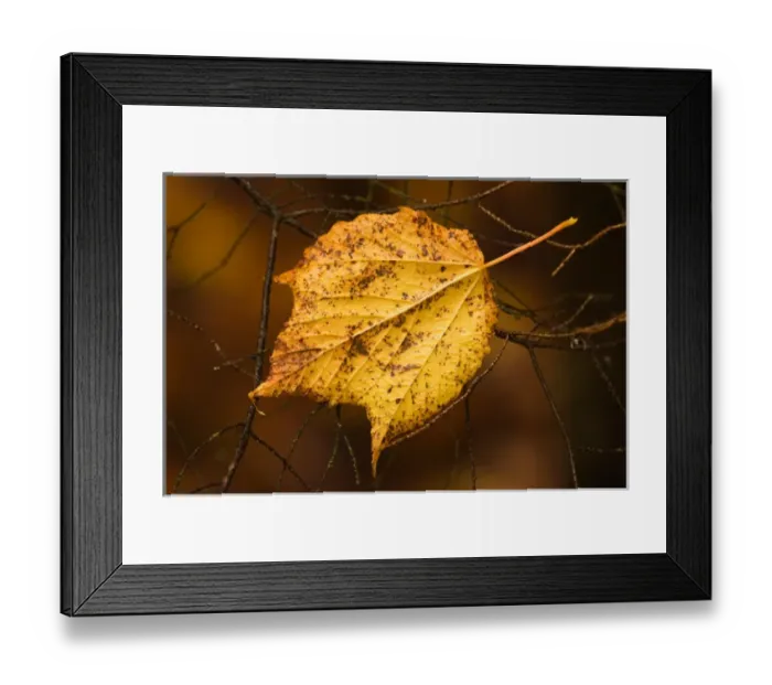 Framed Print : 07. Maine, Acadia NP, Golden leaf caught on bare tree branches