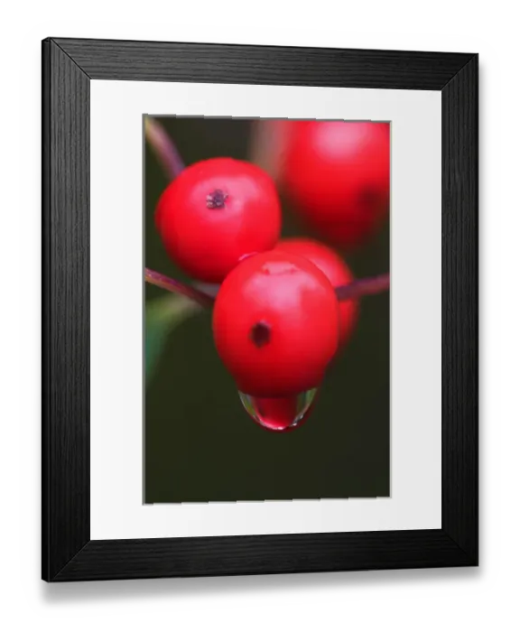 Framed Print : 07. Maine, Acadia NP, Close up of red berries with reflection in raindrop Framed Print : 07. Maine, Acadia NP, Close up of red berries with reflection in raindrop