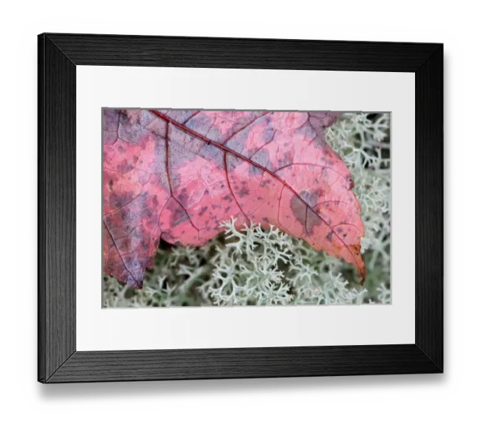 Framed Print : Maine, Acadia NP, Fall leaf on reindeer moss on forrest floor Framed Print : Maine, Acadia NP, Fall leaf on reindeer moss on forrest floor
